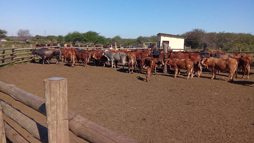 FMD escalates to crisis level - minister